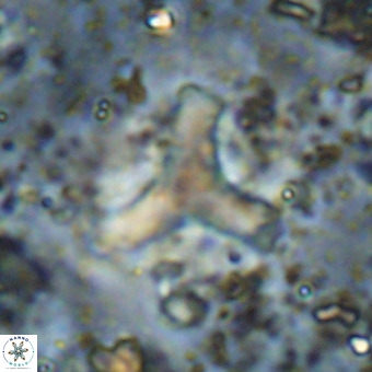 Marthesterites furcatus VR 21643
