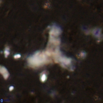Marthesterites furcatus VR 21632
