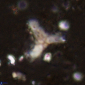 Marthesterites furcatus VR 21633