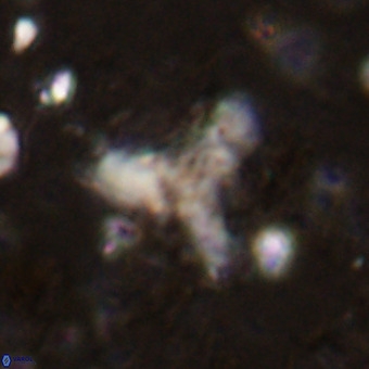 Marthesterites furcatus VR 21636