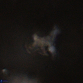 Marthesterites furcatus VR 22146