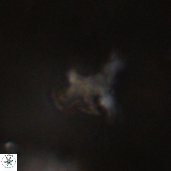 Marthesterites furcatus VR 22146