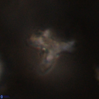 Marthesterites furcatus VR 22148
