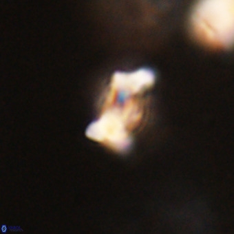 Marthesterites furcatus VR 22153