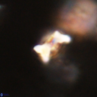 Marthesterites furcatus VR 22154