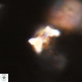 Marthesterites furcatus VR 22154