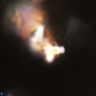 Marthesterites furcatus VR 22157