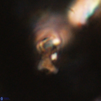 Marthesterites furcatus VR 22158