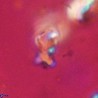 Marthesterites furcatus VR 22159