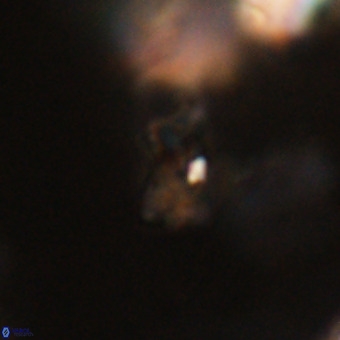 Marthesterites furcatus VR 22161