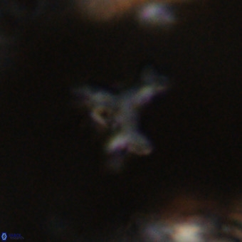 Marthesterites furcatus VR 22166