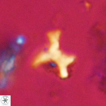 Marthesterites furcatus VR 22169