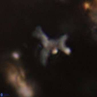 Marthesterites furcatus VR 22172
