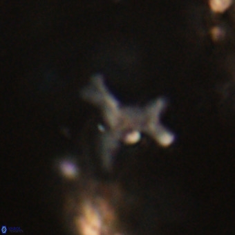 Marthesterites furcatus VR 22186