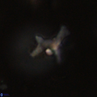 Marthesterites furcatus VR 22138