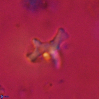 Marthesterites furcatus VR 22139