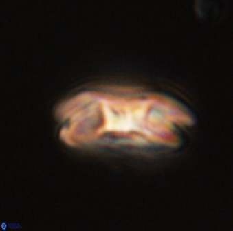 Markalius astroporus 55564