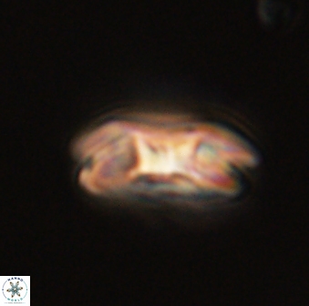 Markalius astroporus 55564