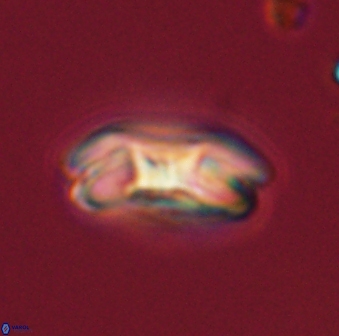 Markalius astroporus 55565