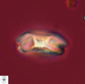 Markalius astroporus 55565