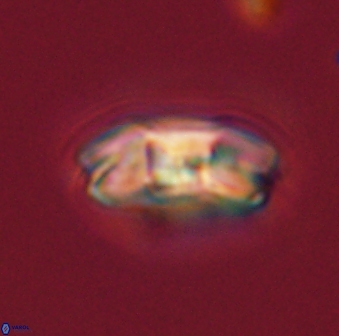 Markalius astroporus 55566