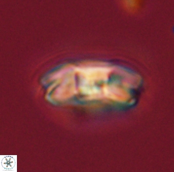 Markalius astroporus 55566