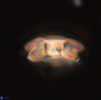 Markalius astroporus 55567
