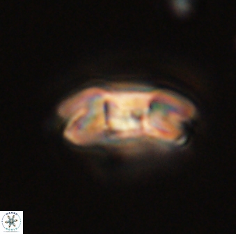Markalius astroporus 55567