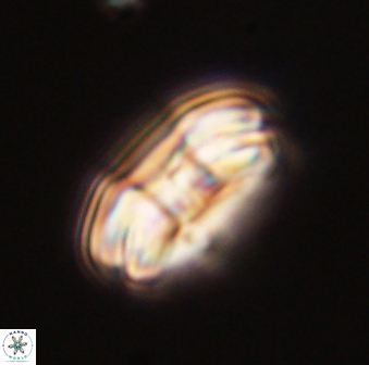 Markalius astroporus 55568