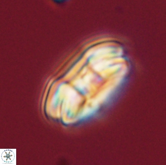 Markalius astroporus 55569