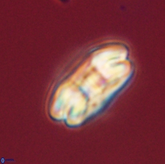 Markalius astroporus 55570
