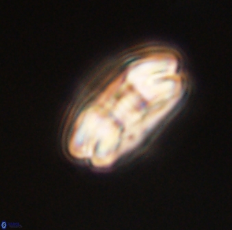 Markalius astroporus 55571