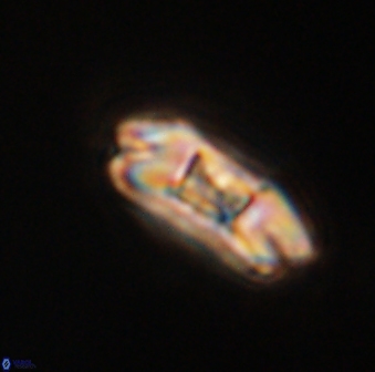 Markalius astroporus 55572