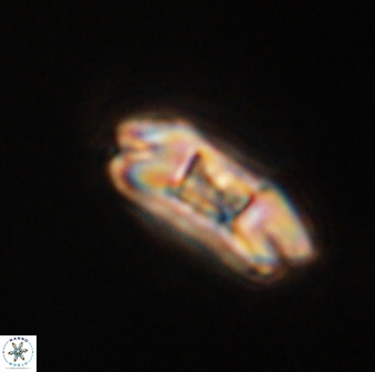 Markalius astroporus 55572