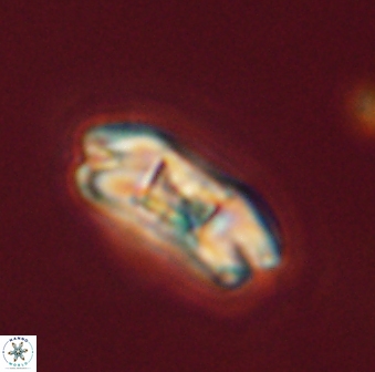 Markalius astroporus 55573