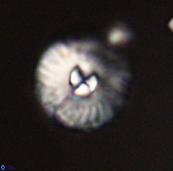 Markalius astroporus 55574
