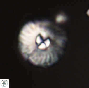 Markalius astroporus 55574
