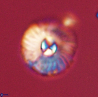 Markalius astroporus 55575