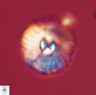 Markalius astroporus 55575