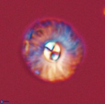Markalius astroporus 55576