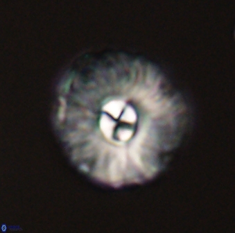 Markalius astroporus 55577