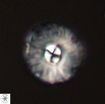 Markalius astroporus 55577