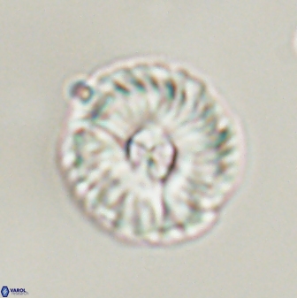 Markalius astroporus 55578