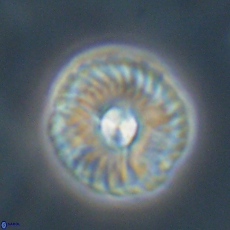 Markalius astroporus 55579