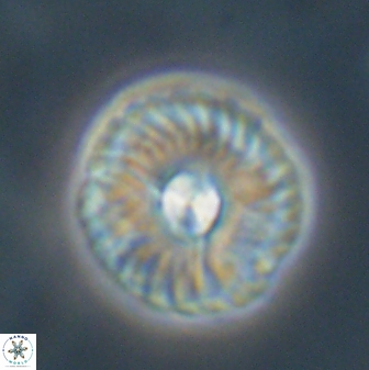 Markalius astroporus 55579