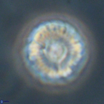 Markalius astroporus 55580