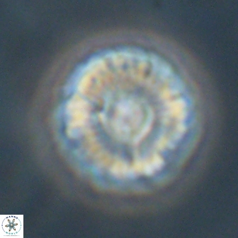 Markalius astroporus 55580