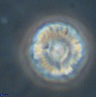 Markalius astroporus 55581