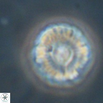 Markalius astroporus 55581