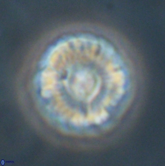 Markalius astroporus 55582